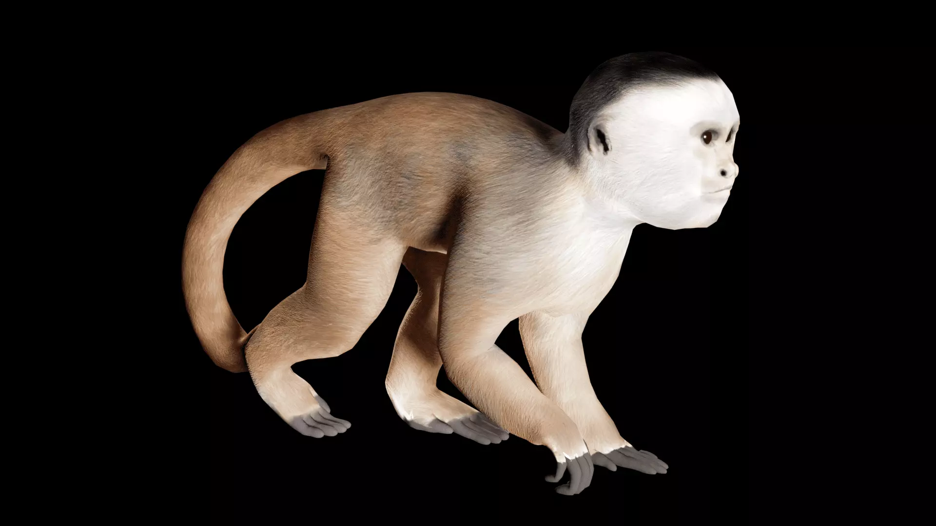 White-fronted capuchin Low-poly 3D model