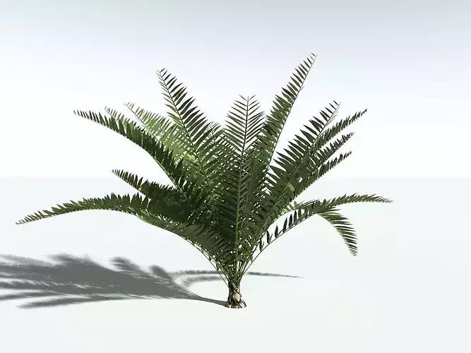 EVERYPlant Seashore Palm LowPoly