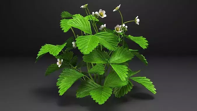 Blooming Strawberry Bush 3D model 5