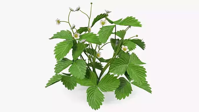 Blooming Strawberry Bush 3D model