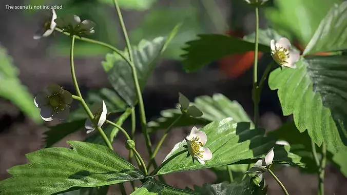 Blooming Strawberry Bush 3D model 4
