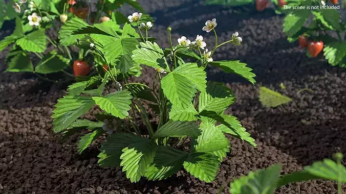 Blooming Strawberry Bush 3D model 2