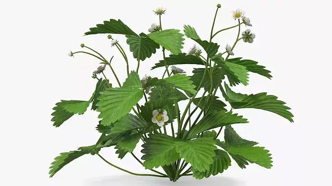 Blooming Strawberry Bush 3D model 7
