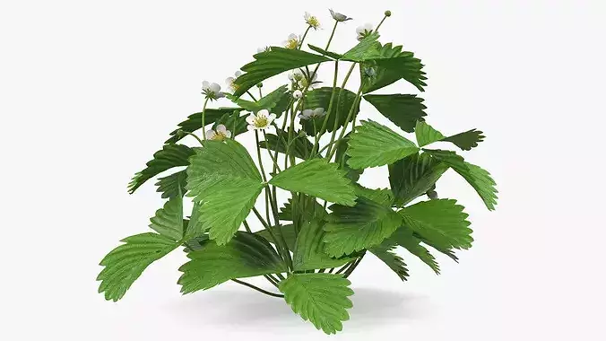 Blooming Strawberry Bush 3D model 6