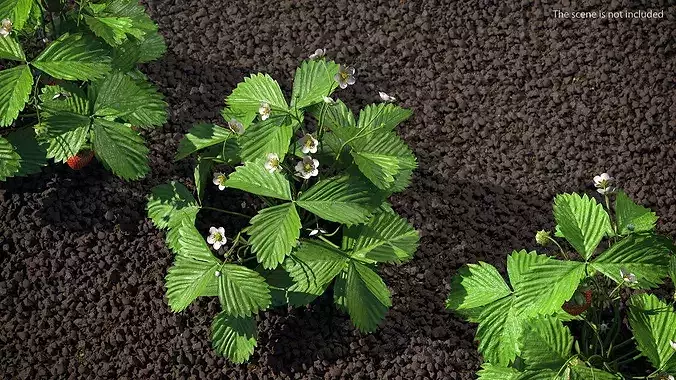 Blooming Strawberry Bush 3D model 3