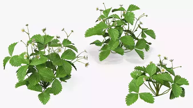 Garden Strawberry Plant Flower Set 3D model