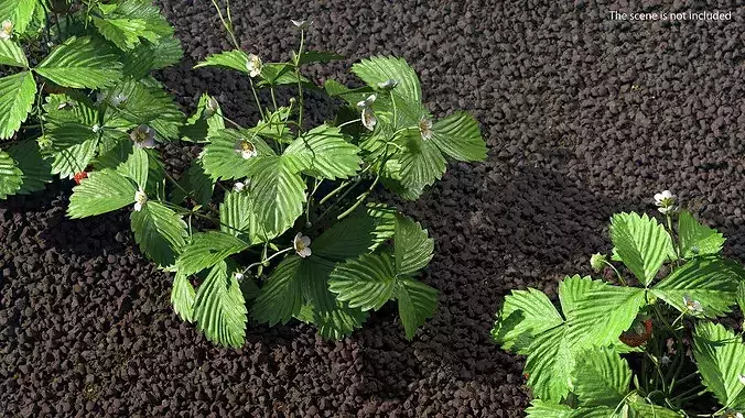 Garden Strawberry Plant Flower Set 3D model 3
