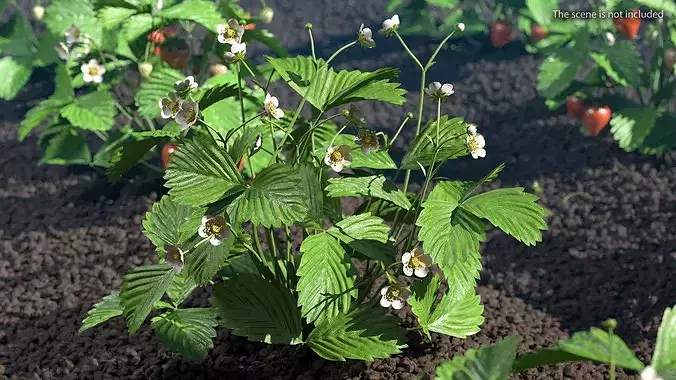 Garden Strawberry Plant Flower Set 3D model 2