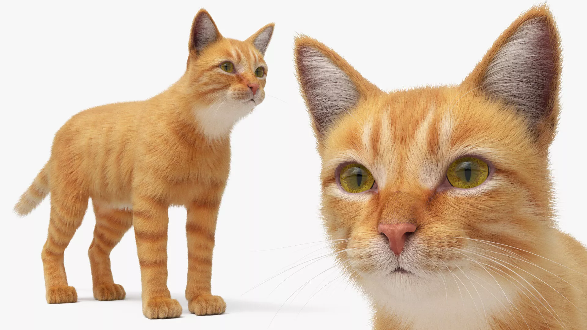 Ginger Tabby Cat Fur For Maya 3D model