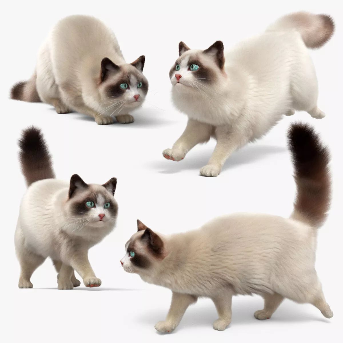 Domestic Cat Fur Set Animated Rigged For Maya 3D model