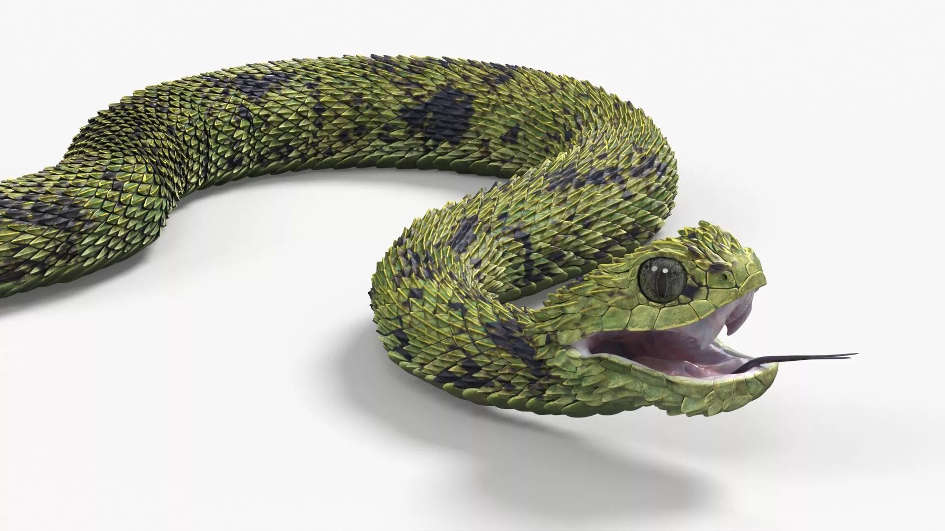 Atheris Hispida Snake Rigged 3D model