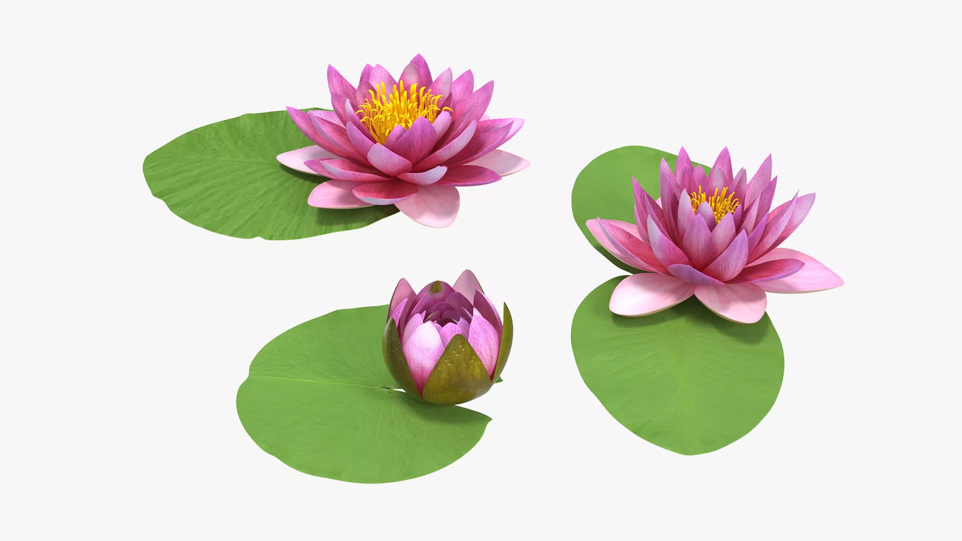 Nymphaea Siam Purple Leaf Set 3D model