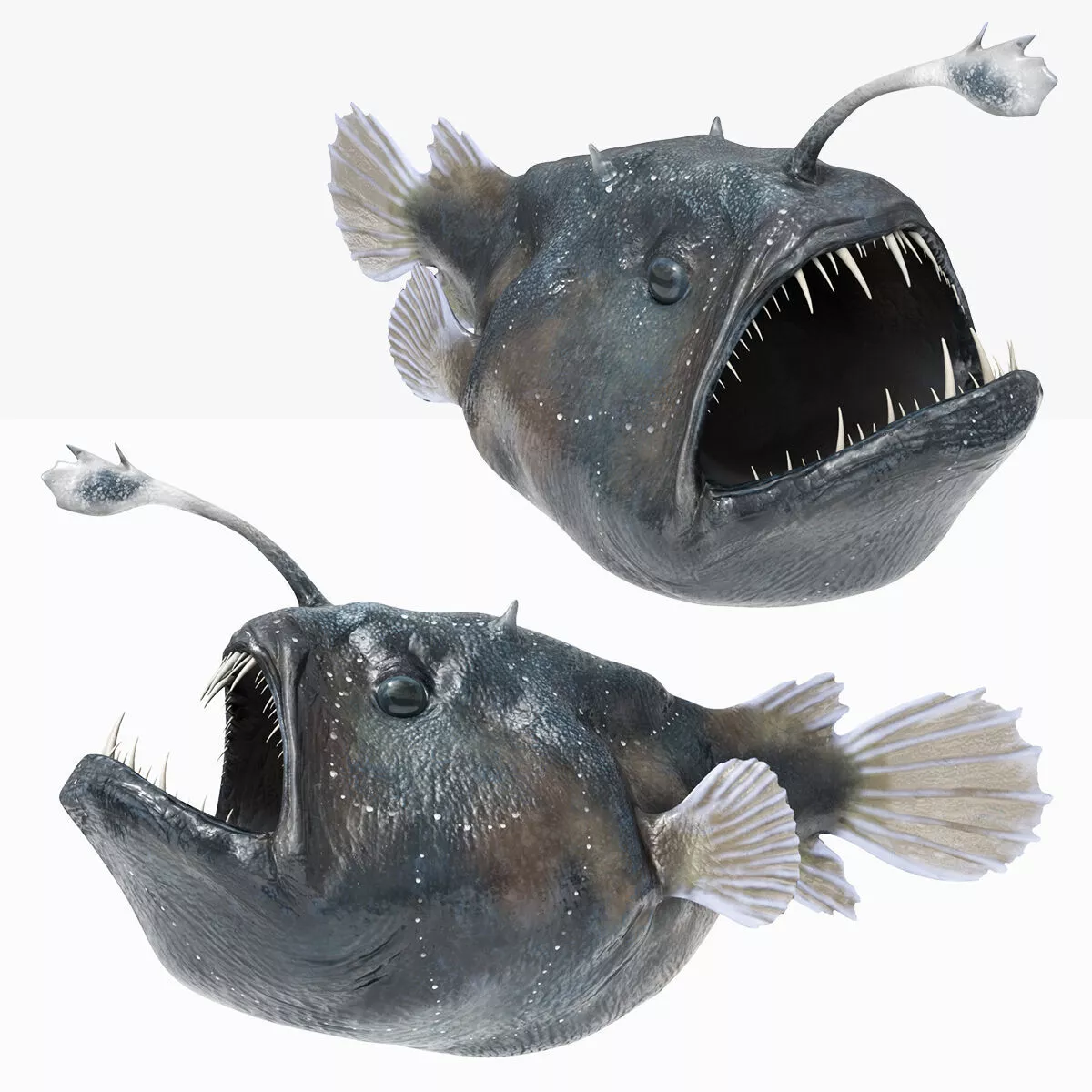 Abyssal Angler Fish Swimming Animated Rigged for Maya 3D model