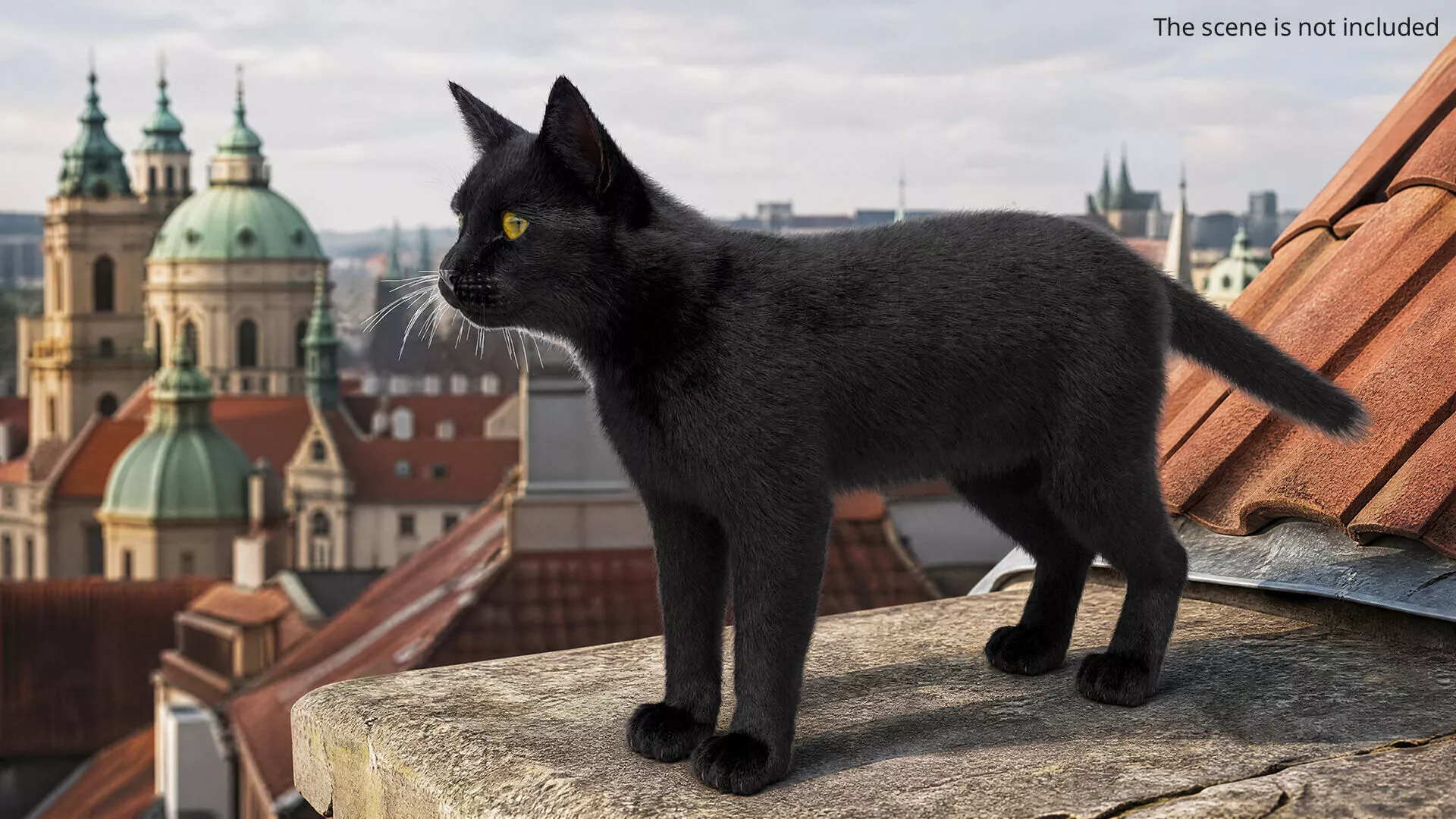 Adult Domestic Cat Black Fur For Maya 3D model