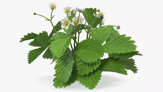 Garden Strawberry Plant Flowers 3D model 7