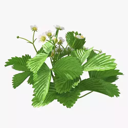 Garden Strawberry Plant Flowers 3D model