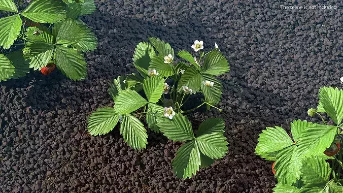 Garden Strawberry Plant Flowers 3D model 4