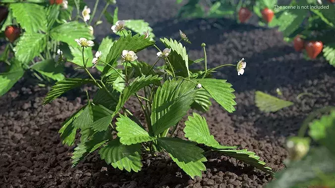 Garden Strawberry Plant Flowers 3D model 3