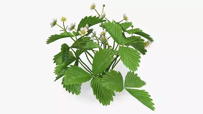 Garden Strawberry Plant Flowers 3D model 2