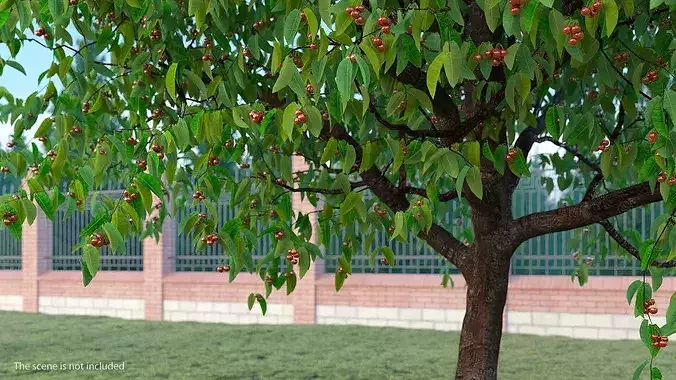 Cherry Tree with Fruit 3D model 3