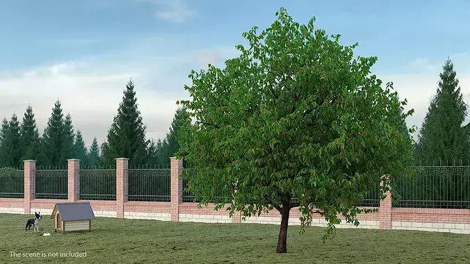 Cherry Tree with Fruit 3D model 2
