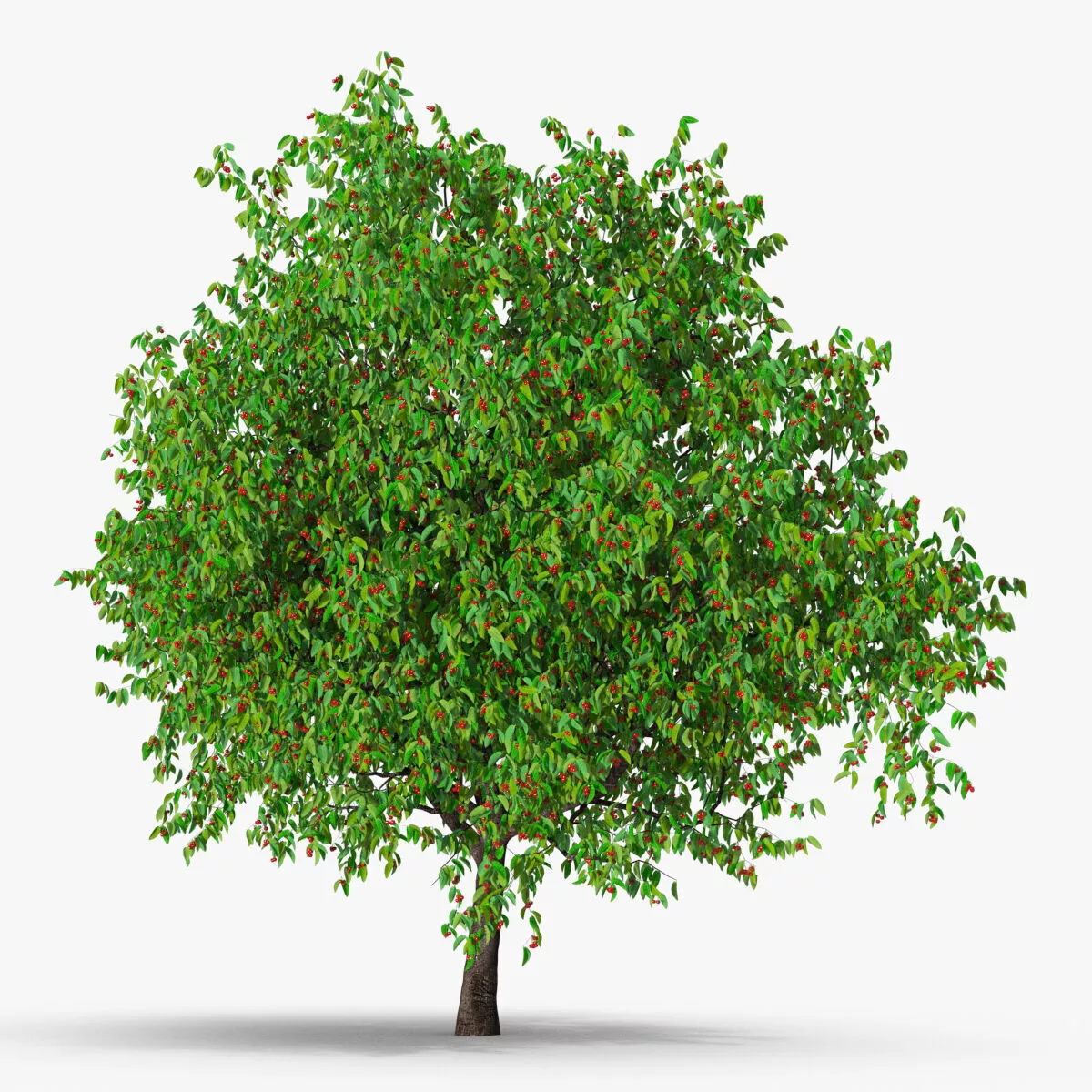 Cherry Tree with Fruit 3D model