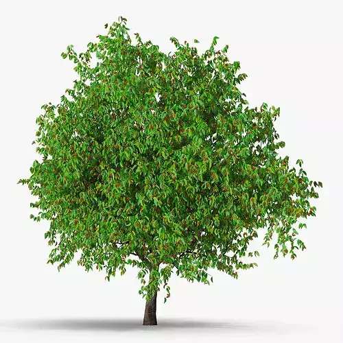 Cherry Tree with Fruit 3D model