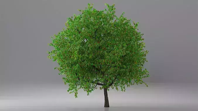 Cherry Tree with Fruit 3D model 5