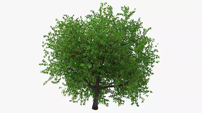 Cherry Tree with Fruit 3D model 7