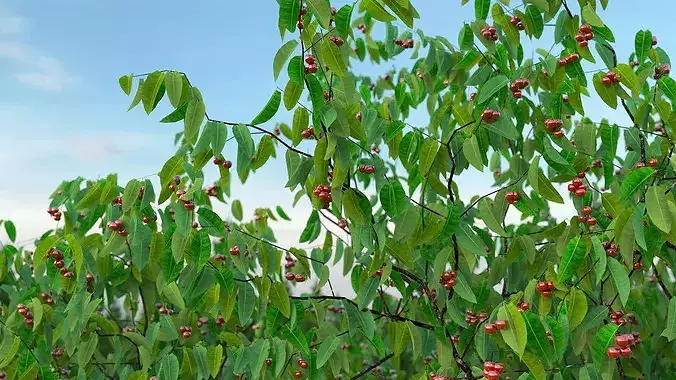 Cherry Tree with Fruit 3D model 4