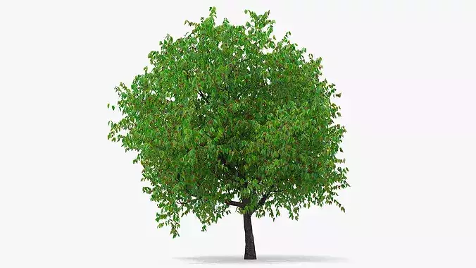 Cherry Tree with Fruit 3D model 6