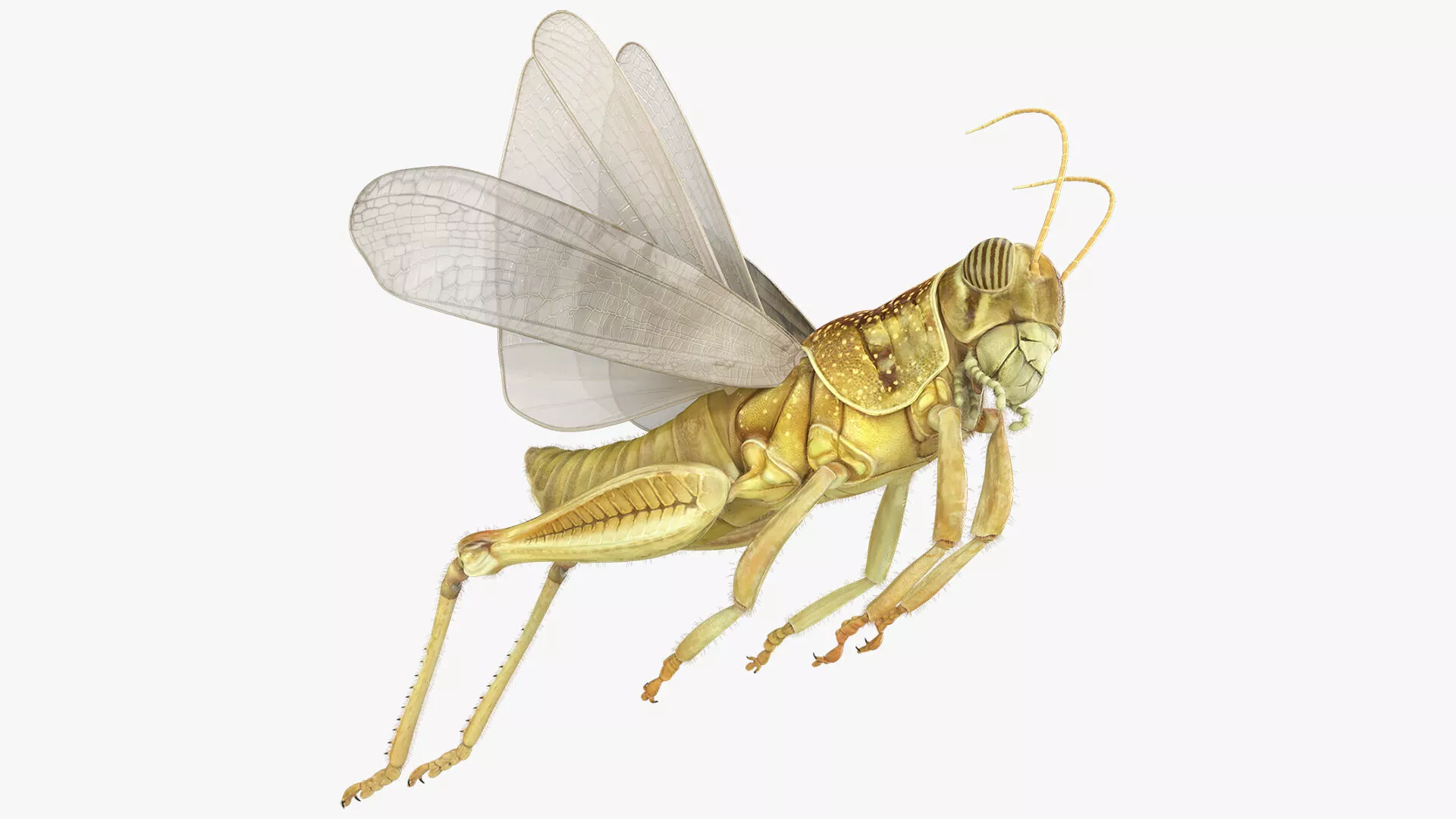 Solitary Desert Locust Fur Rigged 3D model