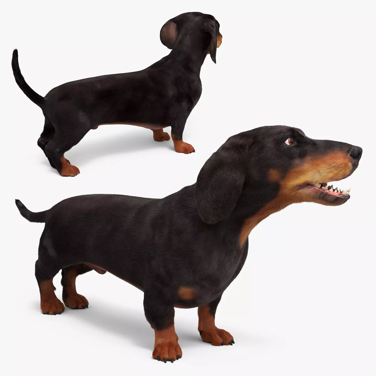 Black Dachshund Dog Idle Fur Animated Rigged for Maya 3D model