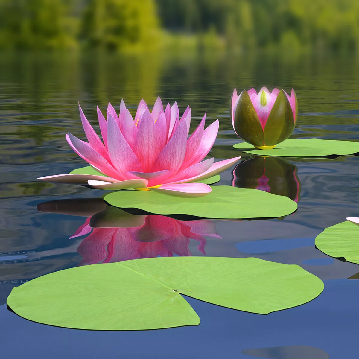 Set of Water Lily Leaves 3D model
