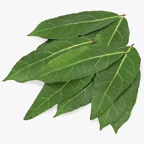 Laurel Leaf Cluster 3D model