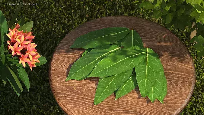 Laurel Leaf Cluster 3D model 3