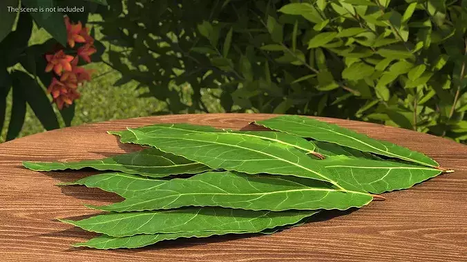 Laurel Leaf Cluster 3D model 4