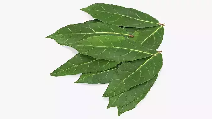 Laurel Leaf Cluster 3D model 2
