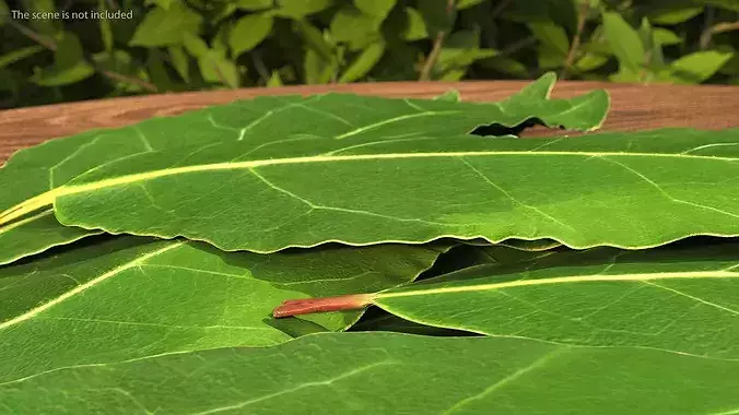 Laurel Leaf Cluster 3D model 5