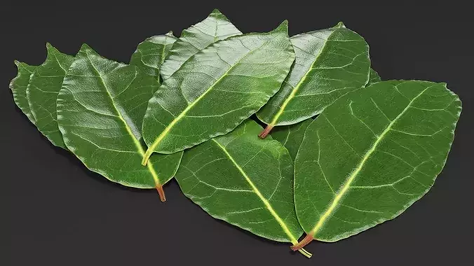 Laurel Leaf Cluster 3D model 7