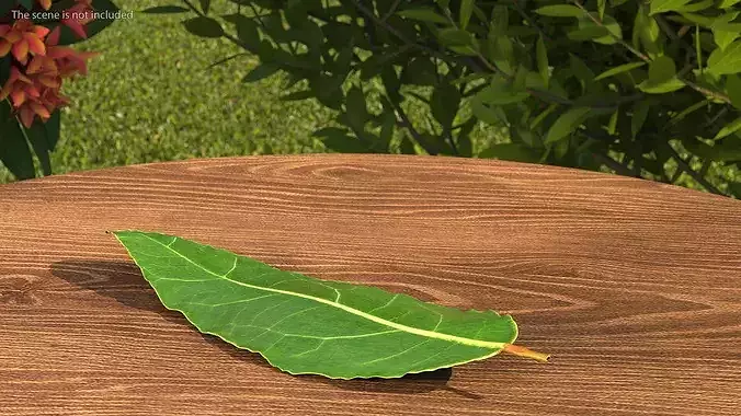 Laurel Leaf Cluster 3D model 6