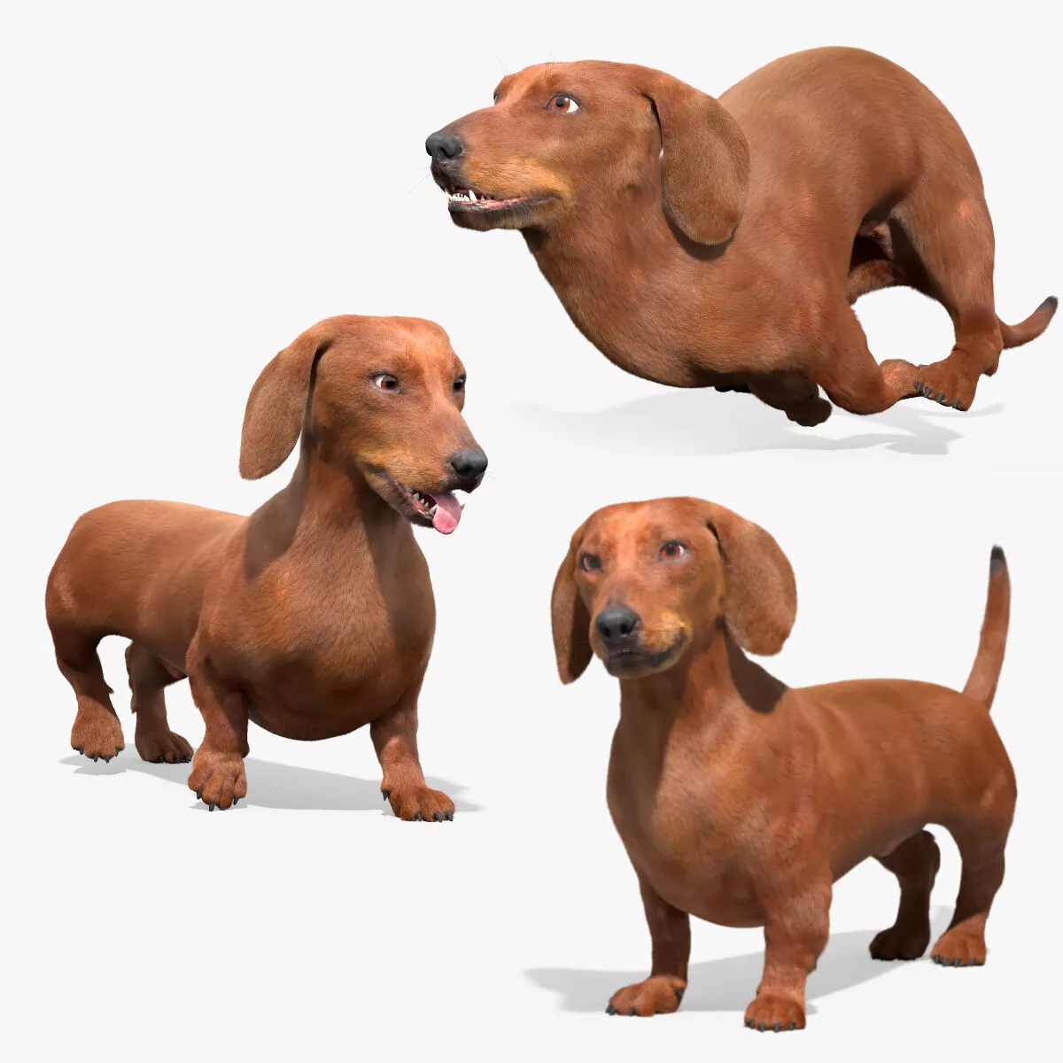 Dachshund Brown Dog Fur Set Animated Rigged for Maya 3D model