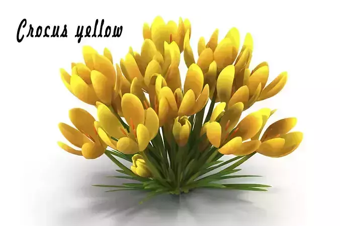 Crocus yellow 3D model