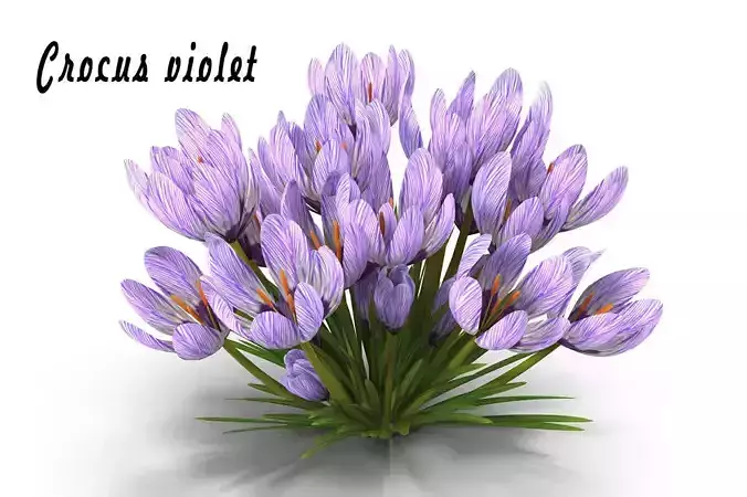 Crocus violet 3D model