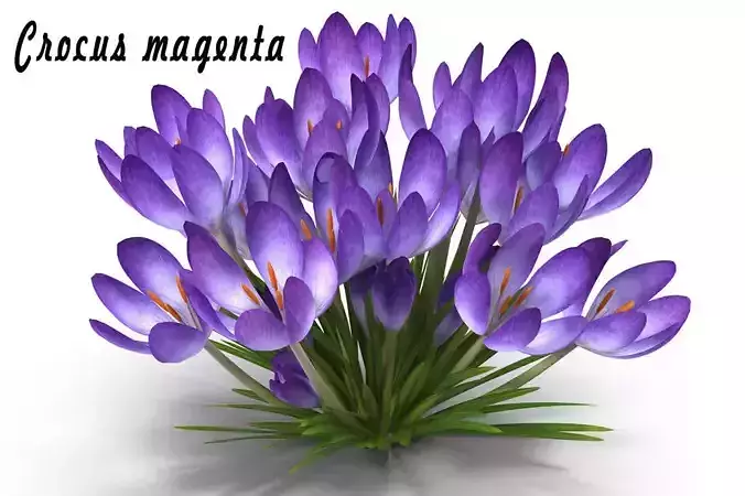 Crocus magenta 3D model