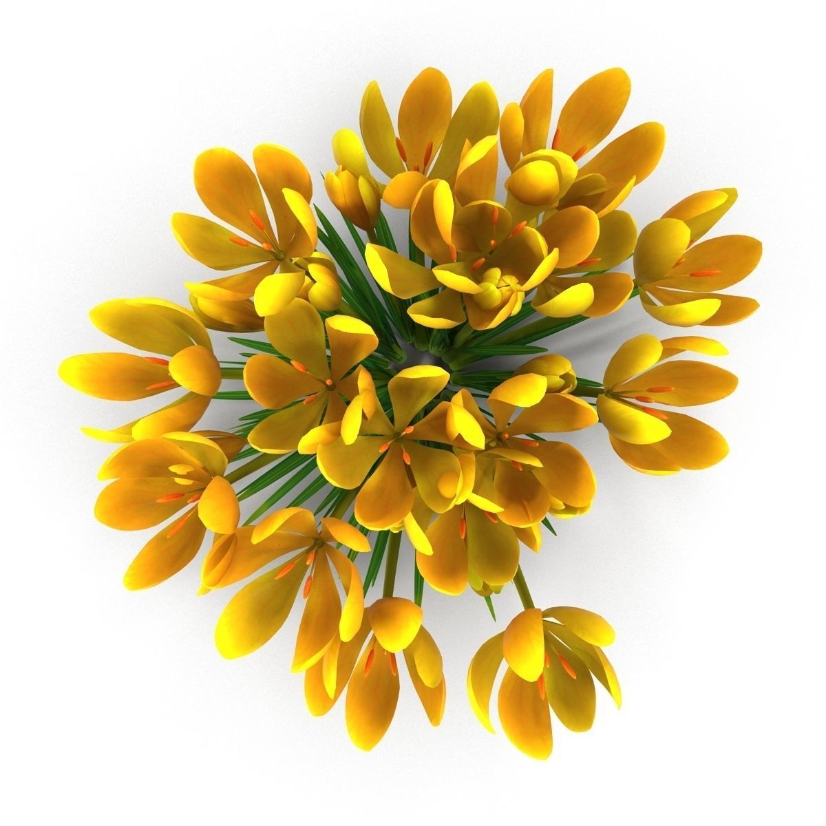 Crocus crocuses 3D model_21