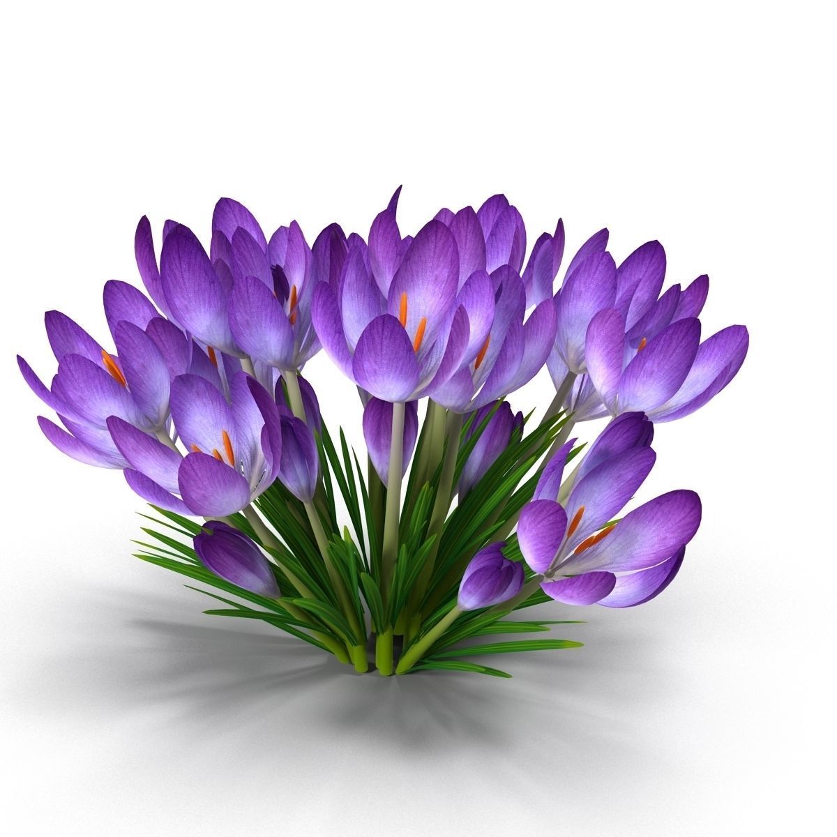 Crocus crocuses 3D model_2