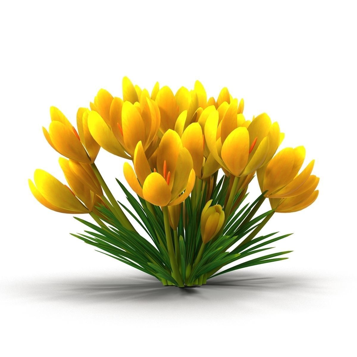 Crocus crocuses 3D model_20