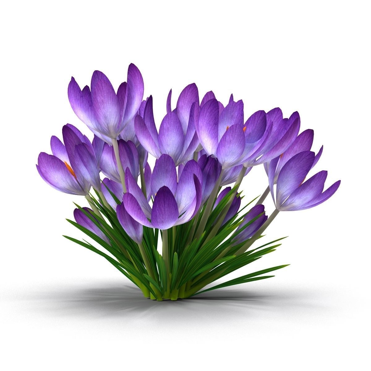 Crocus crocuses 3D model_6