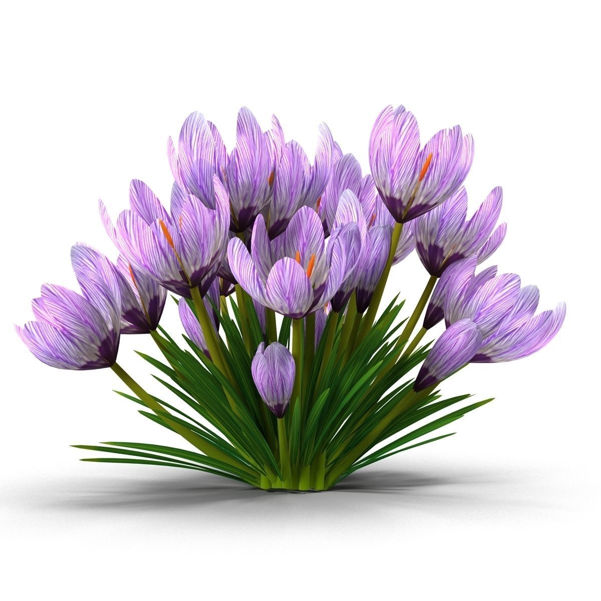 Crocus crocuses 3D model_13